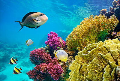 MEGA MISIR VE İKONLARI TURU Pegasus Havayolları ile 9 gece 2026 KIŞ & SÖMESTRE & RAMAZAN BAYRAMI