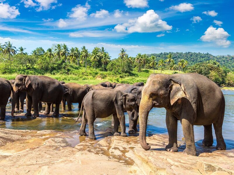 ELEGANT SRI LANKA Jazeera Hava Yolları ile 5 Gece (18 MART)