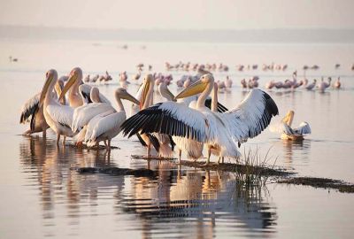 ELEGANT KENYA BÜYÜK GÖÇ - 6 Gece - Thy (NBO-NBO)