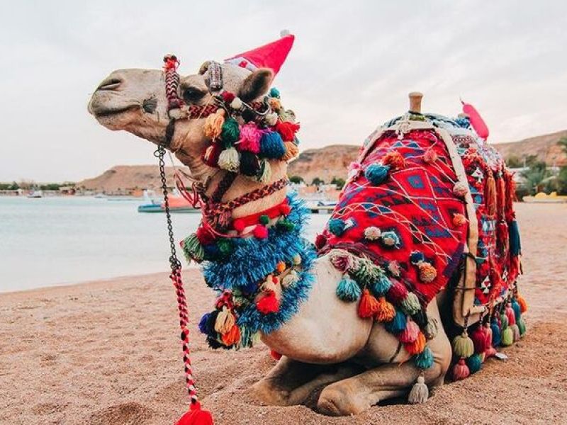 Sharm El Sheikh - Kızıldeniz Rotası Turu (4 Gece - 5 Gün) V2