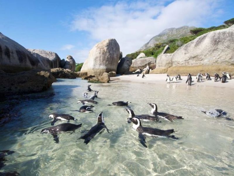 ELEGANT GÜNEY AFRİKA Türk Hava Yolları ile 7 Gece (CPT-JNB)