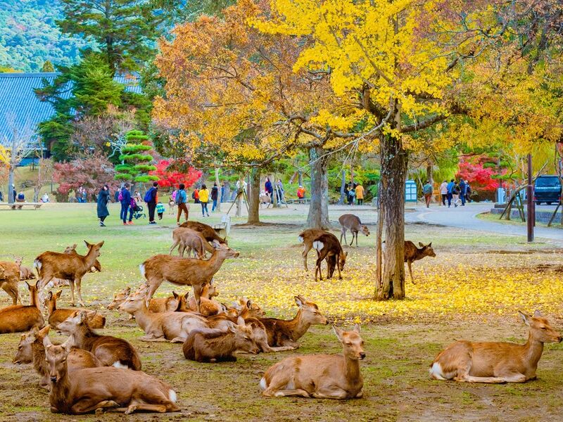 Dolu Dolu Japonya & Kore Turu Mistik Rotalar 