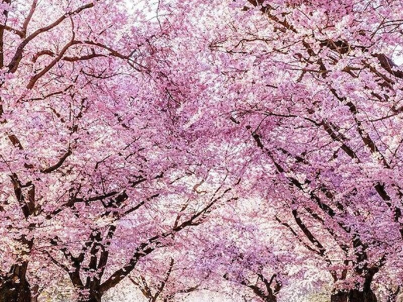 Dolu Dolu Sakura Dönemi Özel Japonya & Kore Turu Mistik Rotalar V3